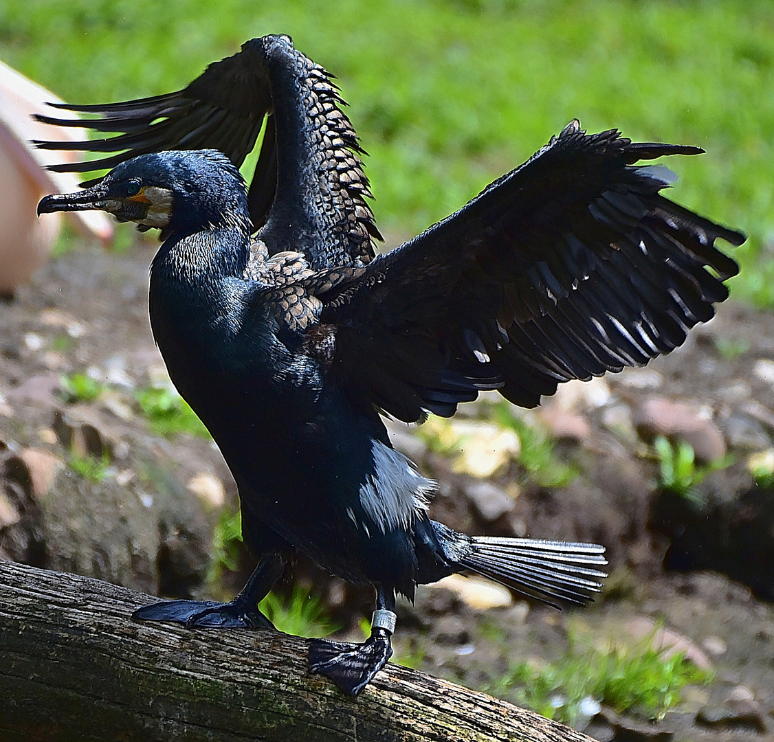 Kormoran (Phalacrocorax carbo)