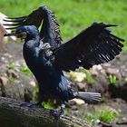 Kormoran (Phalacrocorax carbo)