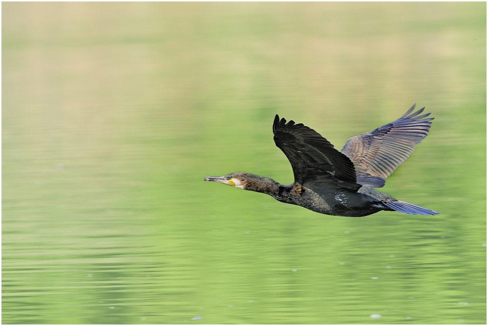 Kormoran (Phalacrocorax carbo)