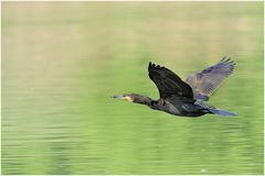 Kormoran (Phalacrocorax carbo)