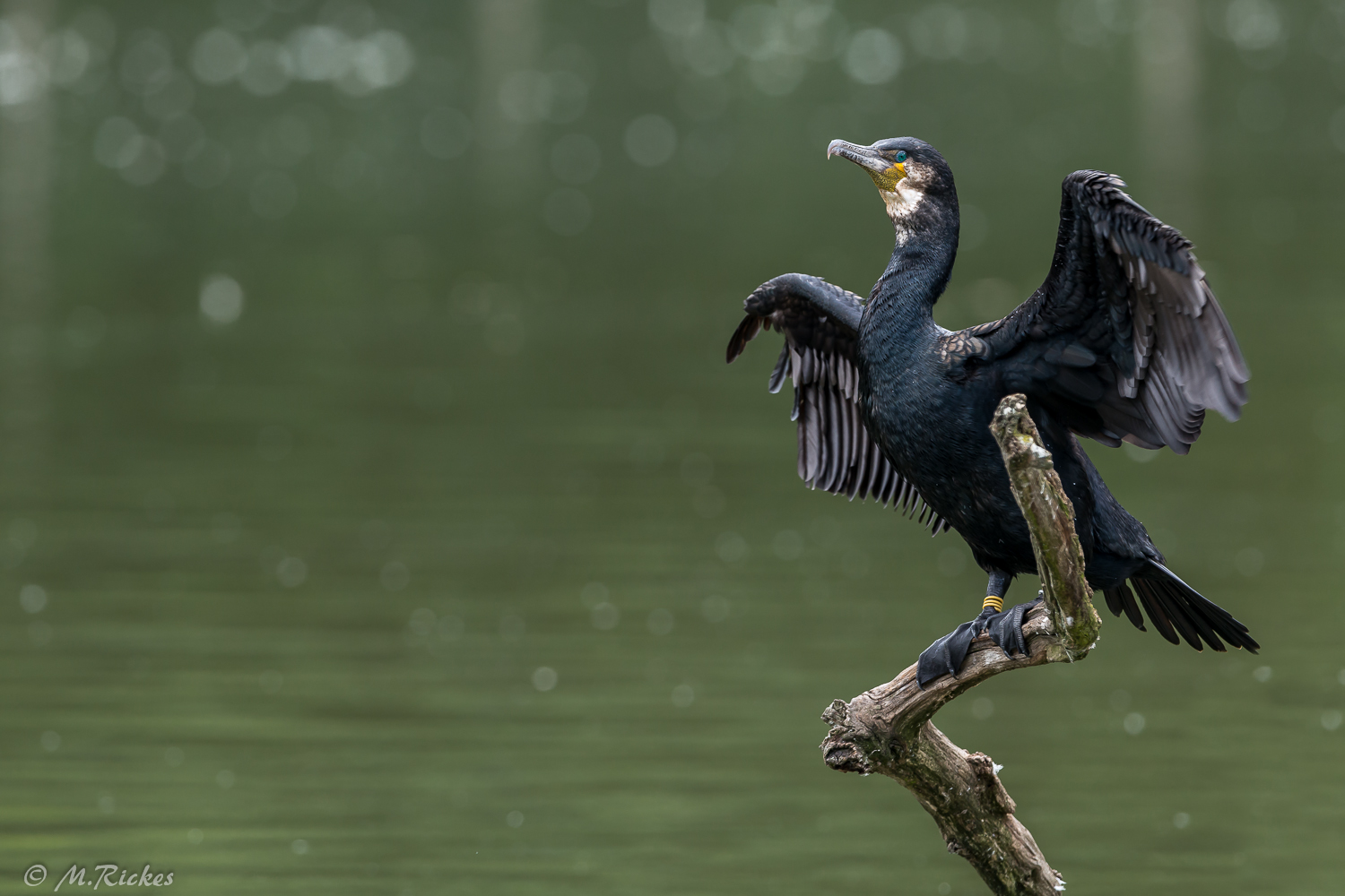 Kormoran (Phalacrocorax carbo)