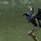 Kormoran (Phalacrocorax carbo)