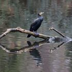 Kormoran (Phalacrocorax carbo) 