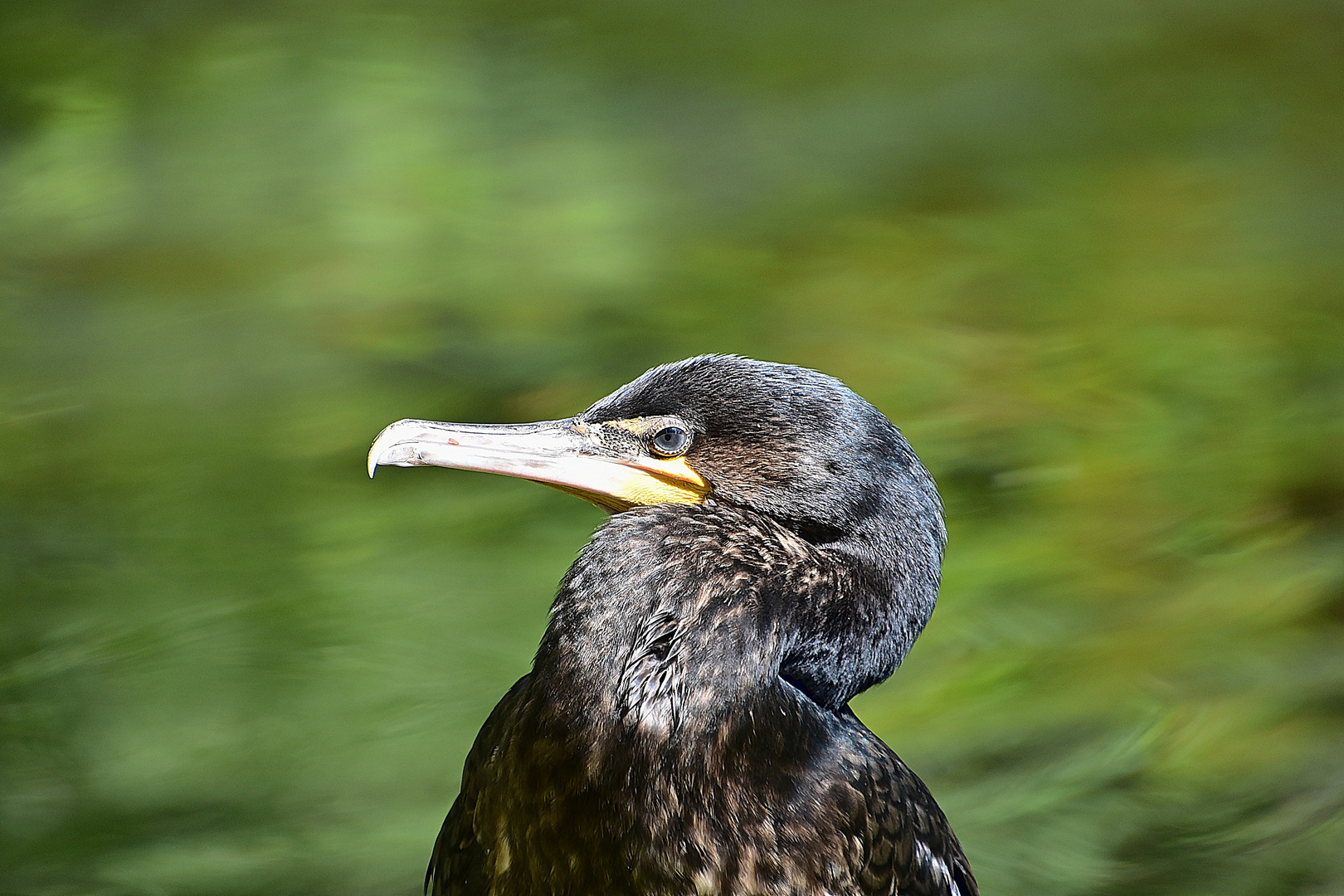 Kormoran (Phalacrocorax carbo)