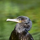 Kormoran (Phalacrocorax carbo)