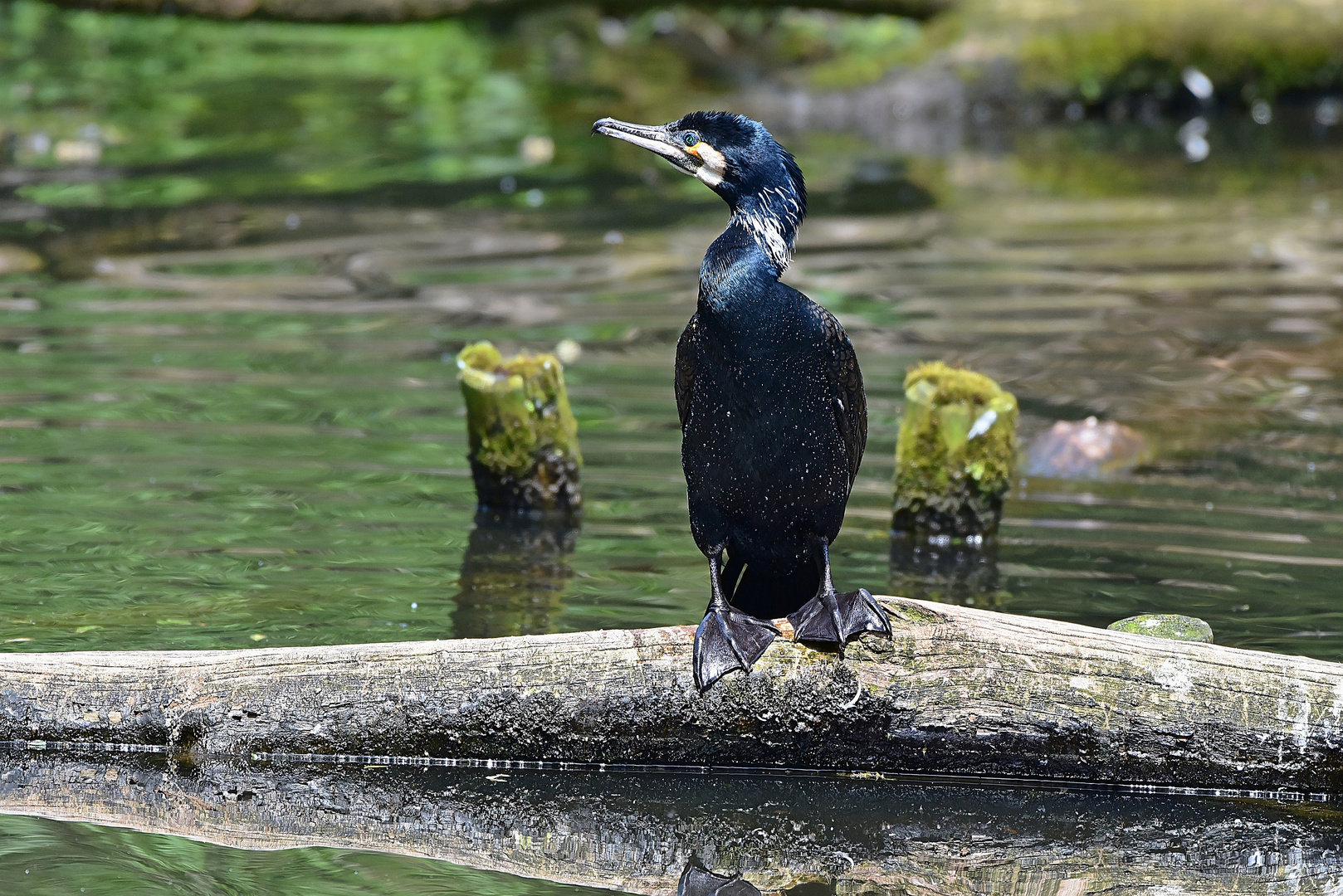 Kormoran (Phalacrocorax carbo)