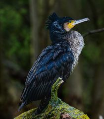 Kormoran - Phalacrocorax carbo