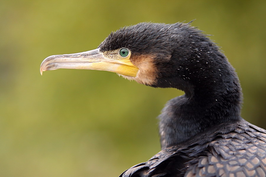 Kormoran ( Phalacrocorax carbo )