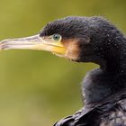 Kormoran ( Phalacrocorax carbo )