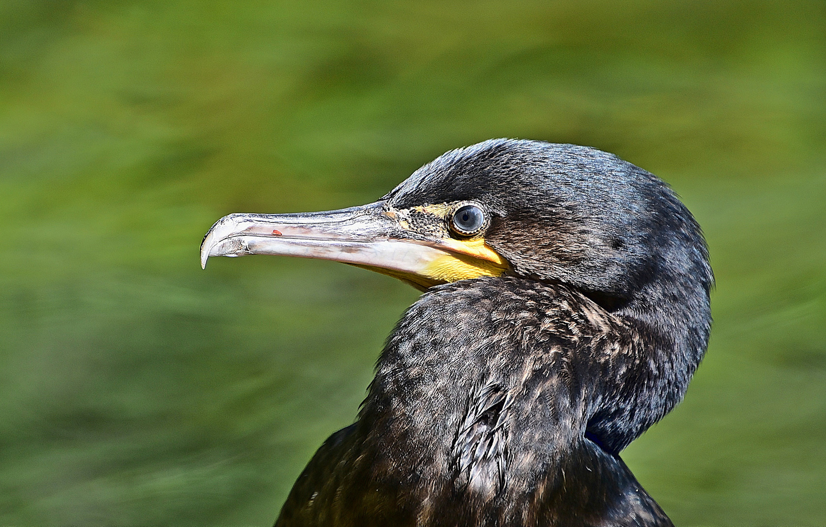 Kormoran (Phalacrocorax carbo)