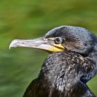 Kormoran (Phalacrocorax carbo)