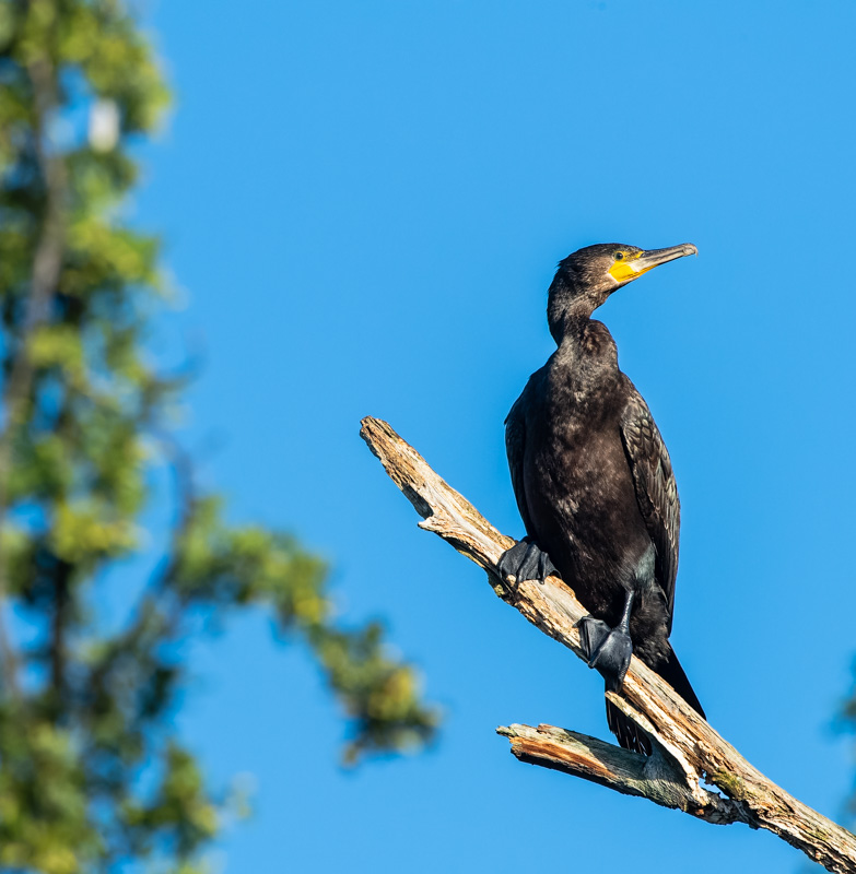 Kormoran - Phalacrocorax carbo Foto & Bild | baum, himmel, natur Bilder ...