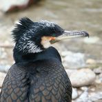 Kormoran (Phalacrocorax carbo)