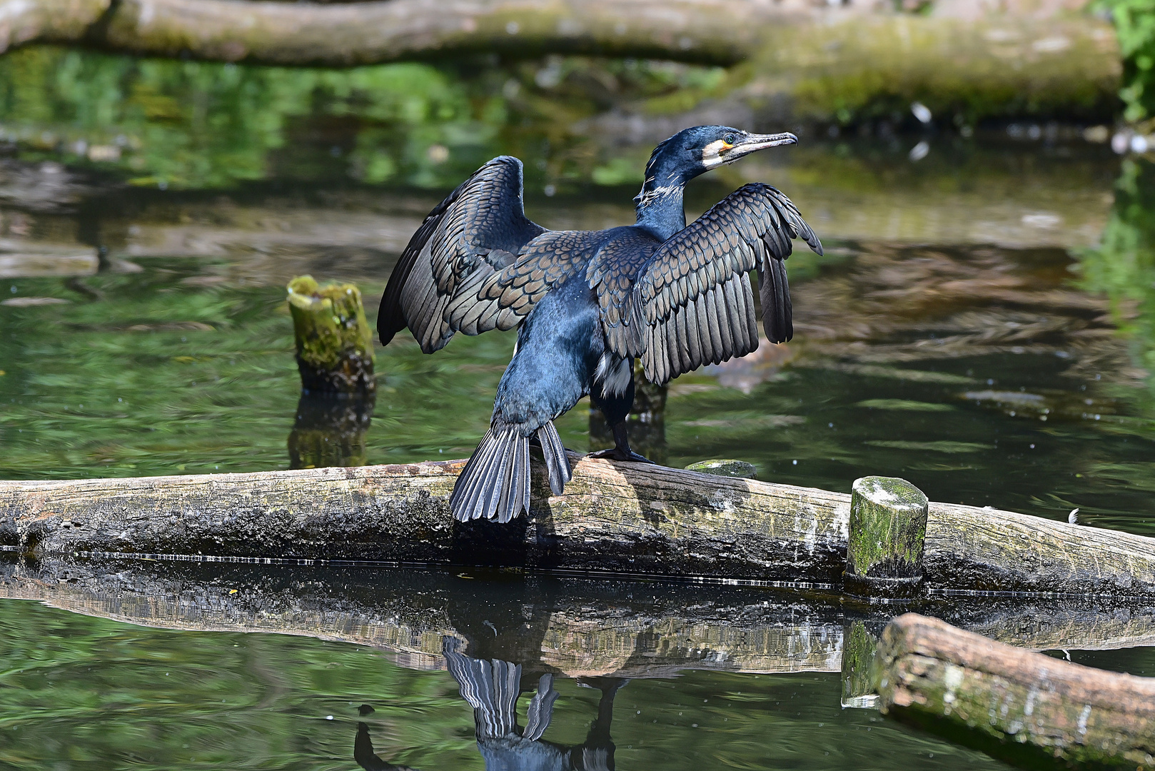 Kormoran (Phalacrocorax carbo)