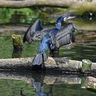 Kormoran (Phalacrocorax carbo)