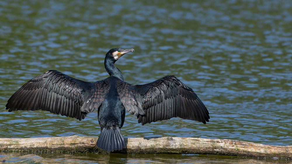 Kormoran | Phalacrocorax carbo