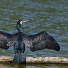 Kormoran | Phalacrocorax carbo