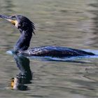 Kormoran   (Phalacrocorax carbo)