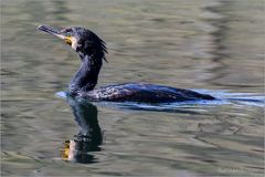 Kormoran   (Phalacrocorax carbo)