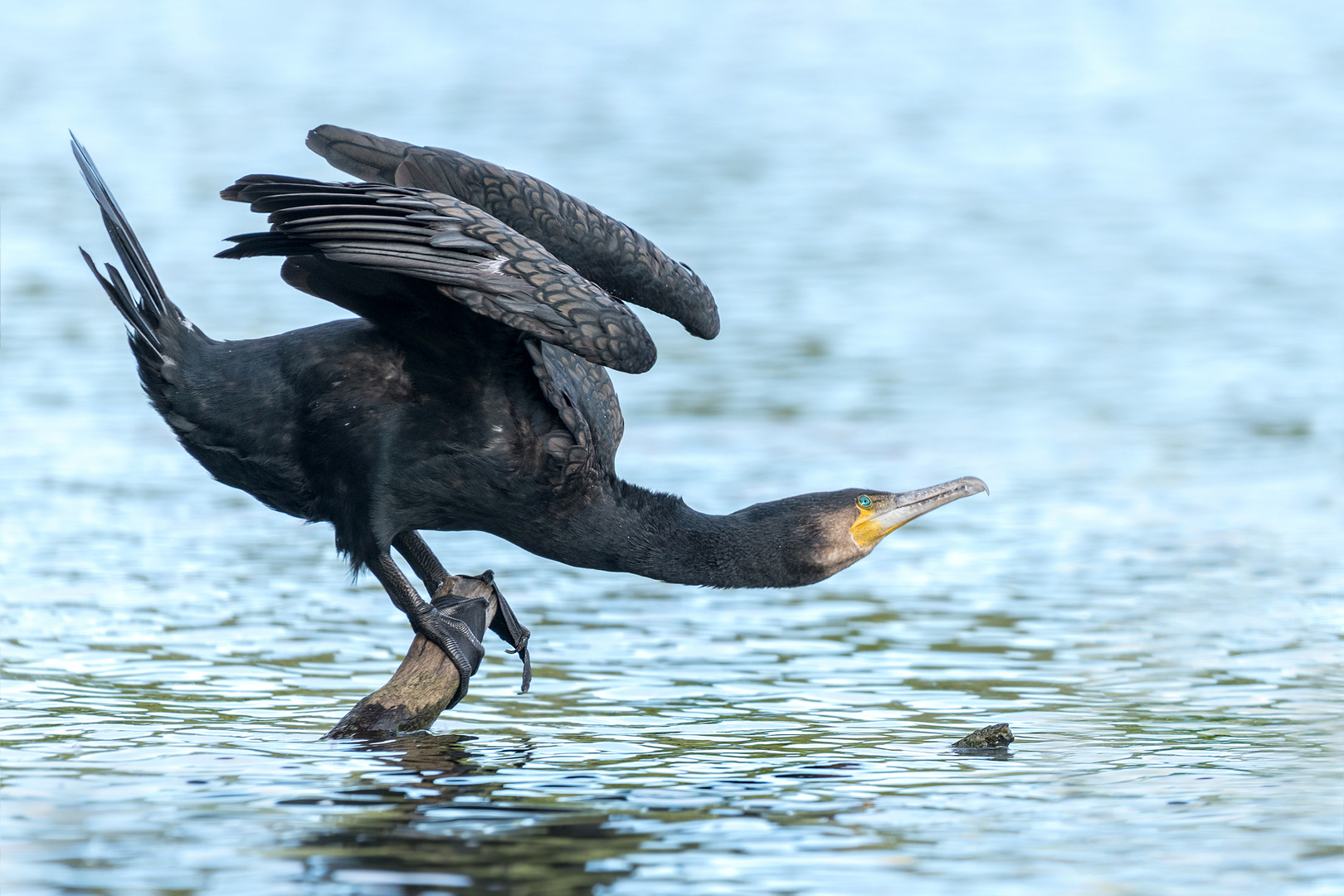 Kormoran (Phalacrocorax carbo)