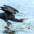 Kormoran (Phalacrocorax carbo)