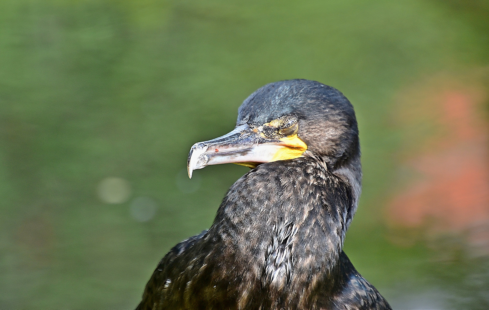 Kormoran (Phalacrocorax carbo)