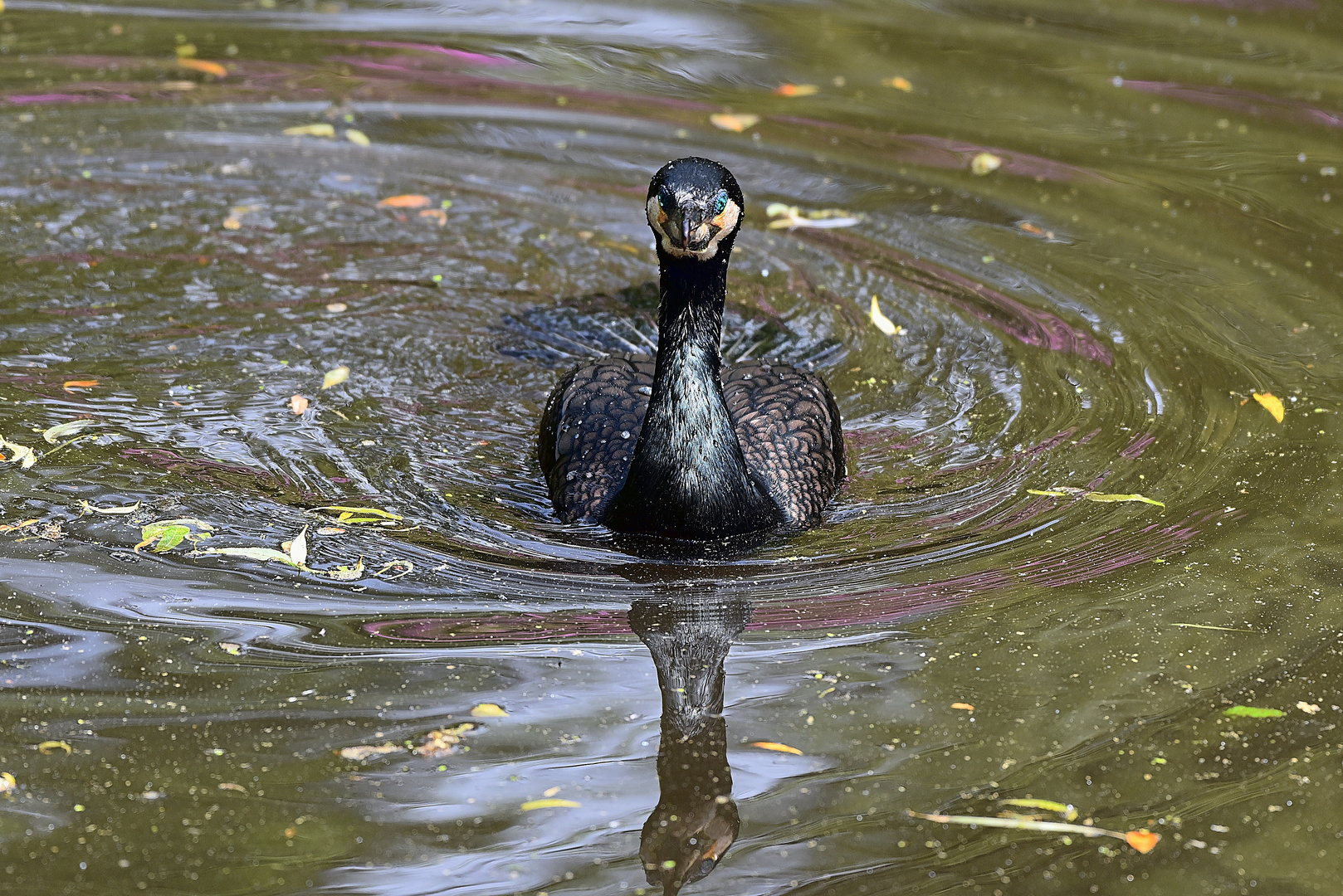 Kormoran (Phalacrocorax carbo)