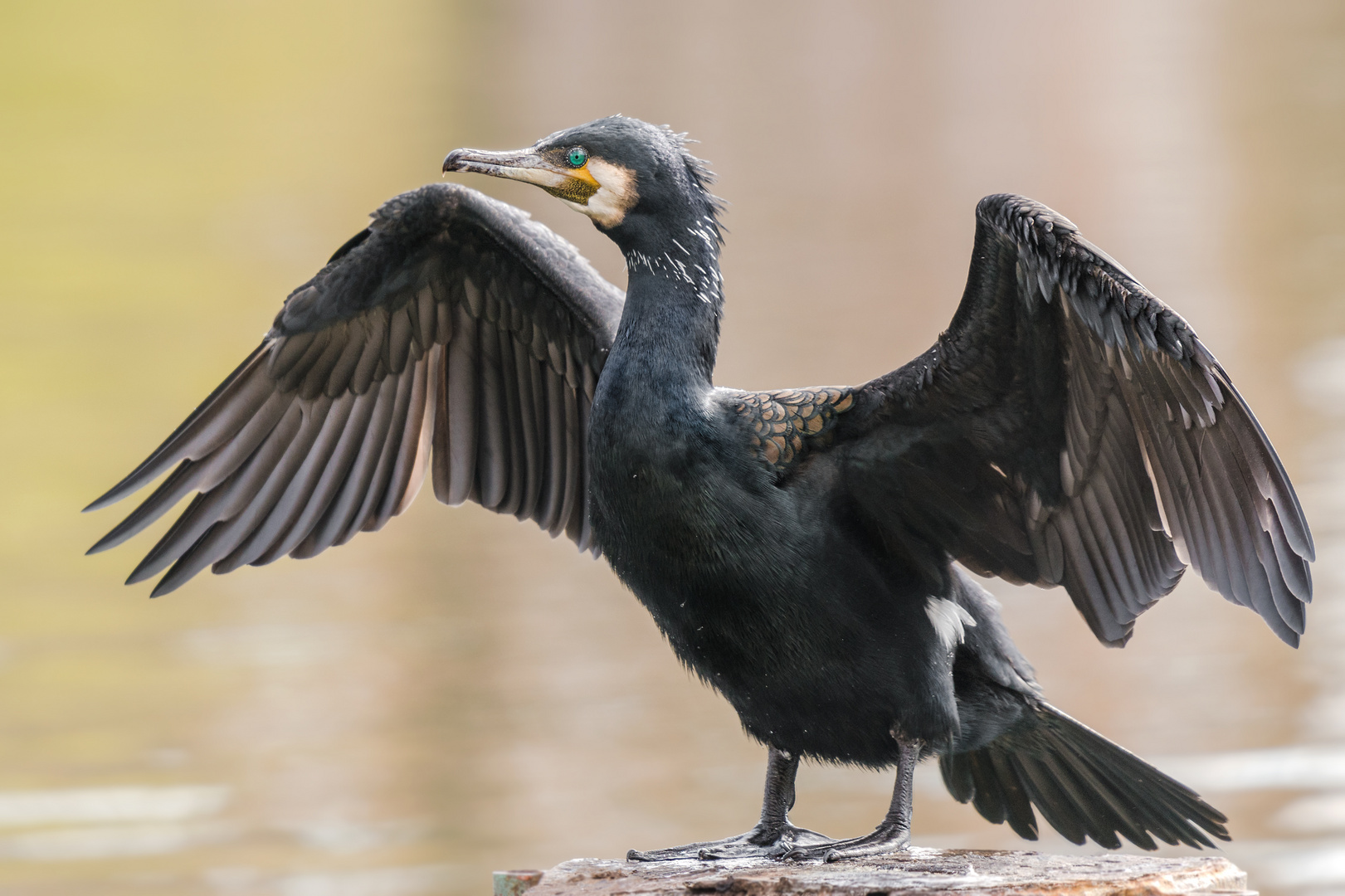 Kormoran (Phalacrocorax carbo) Foto & Bild | tiere, wildlife, wild ...