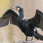 Kormoran (Phalacrocorax carbo)