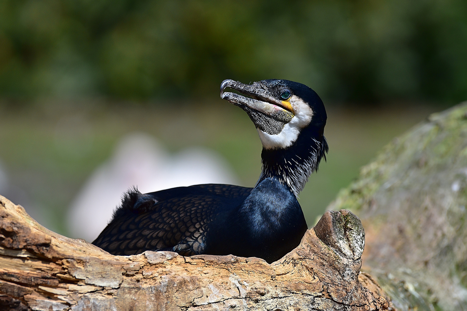 Kormoran (Phalacrocorax carbo)