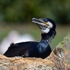 Kormoran (Phalacrocorax carbo)