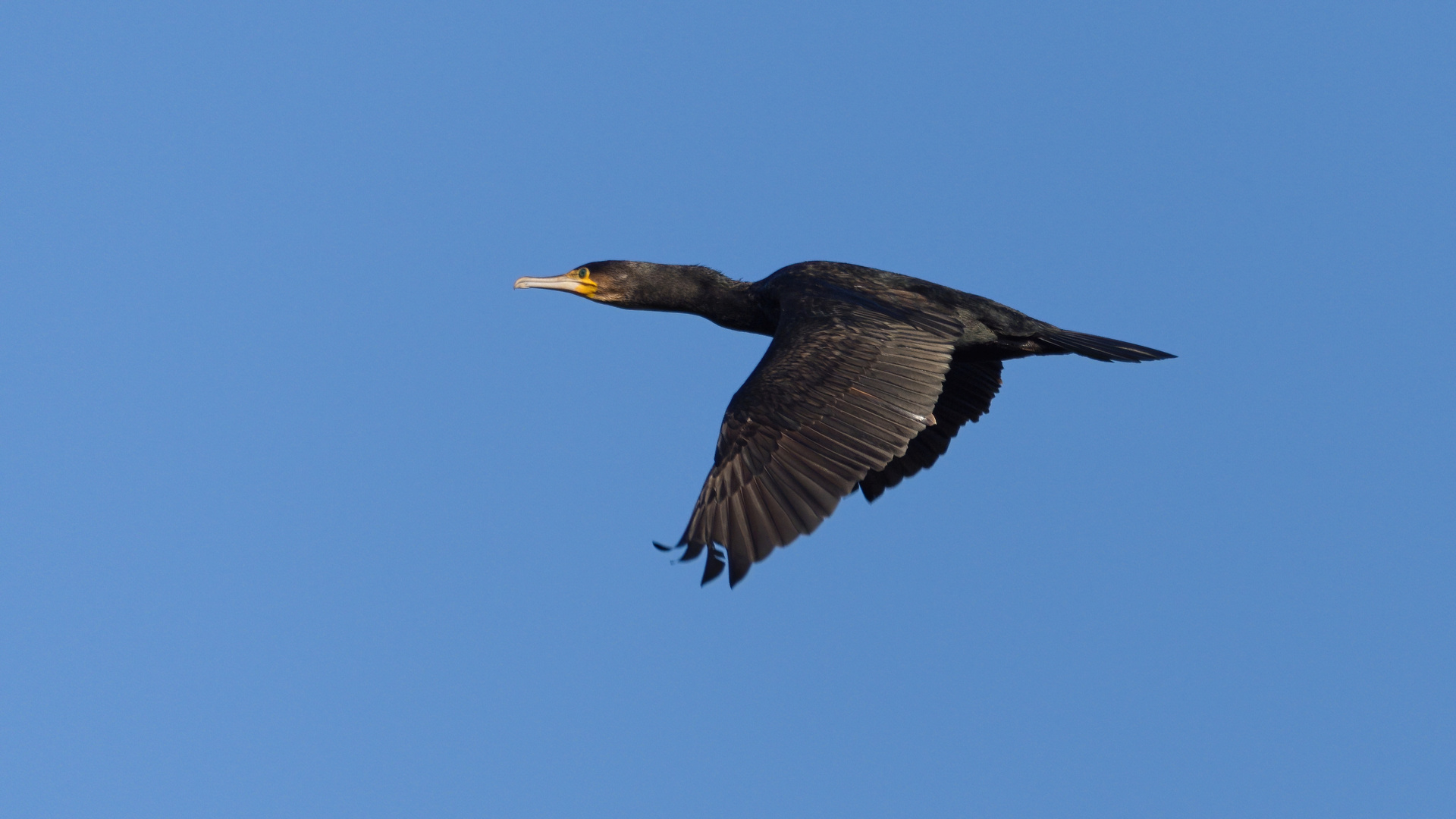 Kormoran (Phalacrocorax carbo)