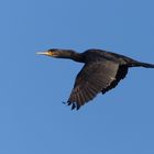 Kormoran (Phalacrocorax carbo)