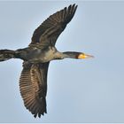 Kormoran - Phalacrocorax carbo