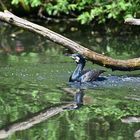 Kormoran (Phalacrocorax carbo)