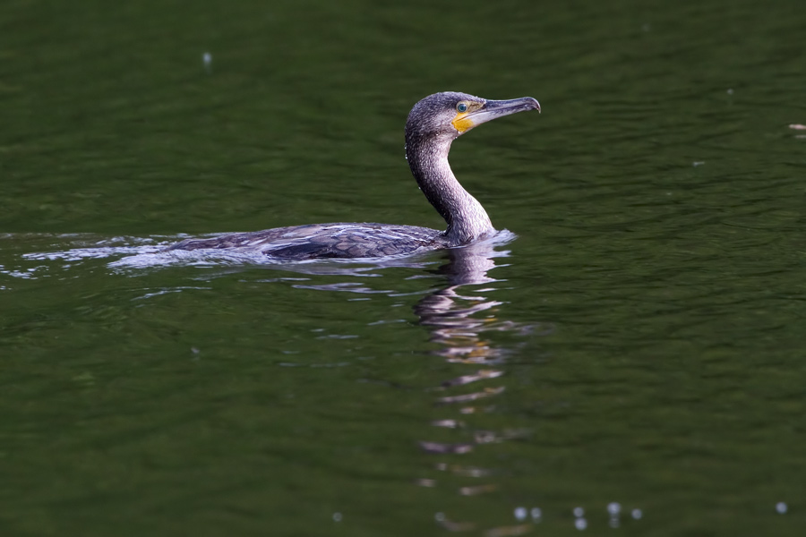 Kormoran (Phalacrocorax carbo)