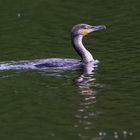 Kormoran (Phalacrocorax carbo)