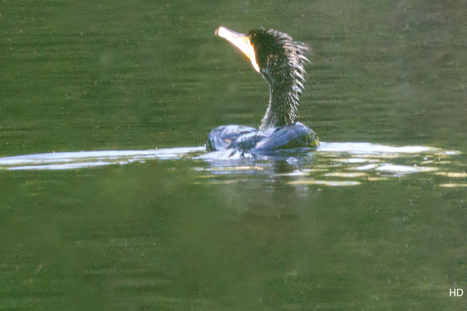 Kormoran (Phalacrocorax carbo)