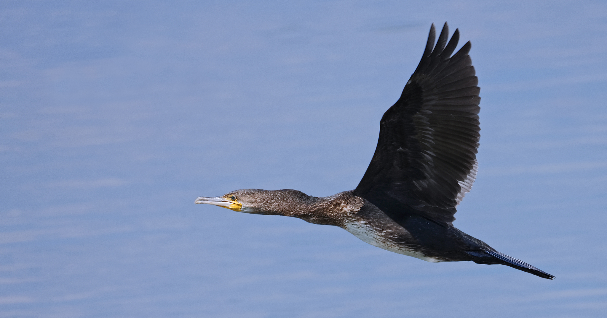 Kormoran (Phalacrocorax carbo)