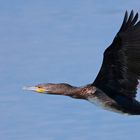 Kormoran (Phalacrocorax carbo)