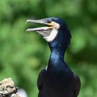 Kormoran (Phalacrocorax carbo)