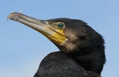 Kormoran Phalacrocorax Carbo