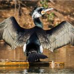 kormoran (phalacrocorax carbo)......