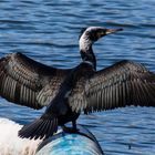 Kormoran (Phalacrocorax carbo) 