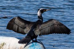 Kormoran (Phalacrocorax carbo) 