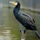 Kormoran (Phalacrocorax carbo)