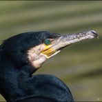 Kormoran - Phalacrocorax carbo