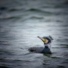 Kormoran (Phalacrocorax carbo)