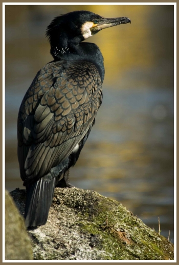 Kormoran (Phalacrocorax carbo)