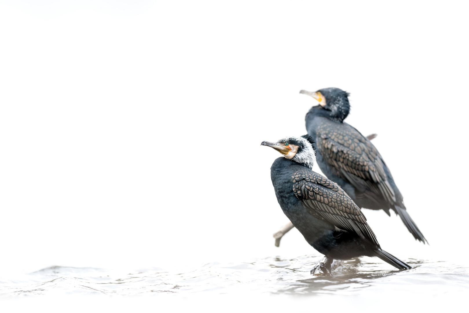 Kormoran (Phalacrocorax carbo)